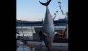 Τόνο 485 κιλών ψάρεψαν στον Αστακό – Δείτε βίντεο και φωτογραφίες
