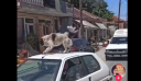 Σάλος στην Καρδίτσα: Έβαλε σκύλο στην οροφή εν κινήσει αυτοκινήτου για να τον μεταφέρει!