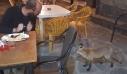 Ναυπακτία: Γνωρίστε την «Κυρά Μάρω» – Η αλεπού που πηγαίνει βόλτα στο καφενείο του χωριού για να… τσιμπήσει κάτι