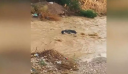 Συγκλονιστικό βίντεο από το Μενίδι: Άνδρας παρασύρθηκε από το ρέμα Εσχατιάς και σώθηκε από θαύμα