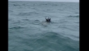 ΗΠΑ – Βίντεο: Είδαν δυο τάρανδους να κολυμπούν μεσοπέλαγα στα ανοιχτά της Μασαχουσέτης