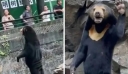 Κίνα: Οι περιέργες αρκούδες που έχουν γίνει viral – O ζωολογικός κήπος διαψεύδει πως είναι… άνθρωποι με στολή