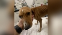 Βάναυση κακοποίηση σκύλου στη Χαλκιδική – Σκληρές εικόνες