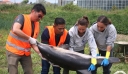 Σάμος: Εντοπίστηκε νεκρό δελφίνι με κομμένη ουρά και τρύπες στο σώμα