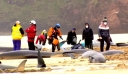 Βρετανία: Τουλάχιστον 55 μαυροδέλφινα εξόκειλαν σε νησί της Σκωτίας