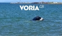 Χαλκιδική: Επιχείρηση «διάσωσης» αυτοκινήτου που… κατέληξε στη θάλασσα στα Νέα Μουδανιά (βίντεο)