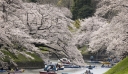 Τόκιο: Νέο… ρεκόρ για τις κερασιές – Άνθισαν 10 μέρες νωρίτερα από το συνηθισμένο