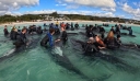 Αυστραλία: Πάνω από 50 νεκρά μαυροδέλφινα που εξόκειλαν σε παραλία στα δυτικά της χώρας