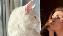 Ρωσία: Ο γάτος «Κεφίρ» είναι τόσο μεγάλος όσο ένα 4χρονο παιδί – Δείτε βίντεο και φωτογραφίες