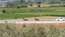 Ασυνήθιστο θέαμα για οδηγούς κοντά στην Αμφιλοχία: Άγρια άλογα κάλπαζαν στην Ιόνια Οδό!