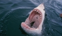 Αίγυπτο: Η στιγμή που καρχαρίας επιτίθεται σε τουρίστρια – Δείτε βίντεο