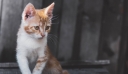 Θεσσαλονίκη: Νέο περιστατικό κακοποίησης ζώου – Κλώτσησαν γατάκι και του έσπασαν τη γνάθο