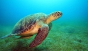 Εικόνες ντροπής στην Ιαπωνία: Νεκρές δεκάδες χελώνες που μαχαιρώθηκαν στον λαιμό