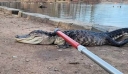 Nέα Υόρκη: Αλιγάτορας «godzilla»… έκανε βόλτες σε παγωμένη λίμνη του Μπρούκλιν