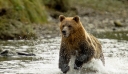 Καναδάς: Αρκούδα γκρίζλι επιτέθηκε και σκότωσε δύο περιπατητές στην Αλμπέρτα