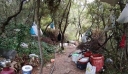 Βόλος: Πάνω από 3.000 δενδρύλλια κάνναβης εντοπίστηκαν στην Ζαγορά