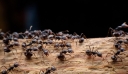Τελικά πόσα μυρμήγκια υπάρχουν στη Γη; – Ασύλληπτος ο αριθμός που παρουσίασαν ερευνητές