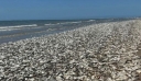 Τέξας: Δεκάδες χιλιάδες νεκρά ψάρια ξεβράστηκαν στις ακτές του κόλπου – Δείτε βίντεο και φωτογραφίες