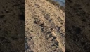 Αναστάτωση στην Εύβοια με φίδι που κολυμπάει σε θάλασσα – Δείτε βίντεο