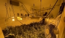 Θεσσαλονίκη: Συνελήφθη 32χρονος που καλλιεργούσε δενδρύλλια κάνναβης σε γλάστρες