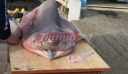 Πάτρα: Βγήκαν για ψάρεμα στον Κορινθιακό κι έπιασαν… έναν καρχαρία τριών μέτρων