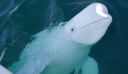 Συναγερμός στη Νορβηγία: «Μείνετε μακριά από την φάλαινα – κατάσκοπο» καλούν οι αρχές