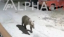 Καστοριά: Αρκούδες κόβουν βόλτες τα βράδια στις αυλές σπιτιών και ψάχνουν για τροφή – Δείτε βίντεο