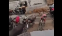 Κομφούζιο στο Πακιστάν: Λιοντάρι δραπέτευσε από αυτοκίνητο και κυκλοφορούσε αμέριμνο στο Καράτσι (βίντεο)
