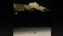 Αλεπού βγήκε βόλτα στην Ακρόπολη – Δείτε βίντεο