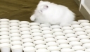 Πώς αντιμετωπίζει μια γάτα τα εμπόδια (Βίντεο)
