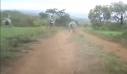 WRC: Οι ζέβρες αποφάσισαν να «τρέξουν» στο ράλι της Κένυας