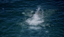 Ρέθυμνο: Νεκρός ανασύρθηκε από τη θάλασσα 51χρονος τουρίστας