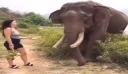 Οι ελέφαντες διαθέτουν νοημοσύνη, και ιδιαίτερα όταν είναι πεινασμένοι δεν σηκώνουν παιχνίδια (Βίντεο)