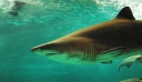 Αργεντινή: Αγνοούμενος βρέθηκε στο στομάχι καρχαρία – Η οικογένειά του τον αναγνώρισε από τατουάζ