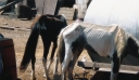 Στο εδώλιο ιδιοκτήτες μονάδας εμπορίας ιπποειδών για πρωτοφανή κακοποίηση ζωών – Εικόνες-σοκ στη δικογραφία