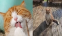 Οσκαρική ερμηνεία γάτας που προσποιήθηκε τραυματισμό για να μπει στο σπίτι