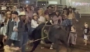 Αυστραλία: Ταύρος αφέθηκε ελεύθερος σε εκδήλωση ροντέο τραυματίζοντας δύο άτομα – Δείτε βίντεο