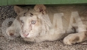 Παρέμβαση εισαγγελέα για την εγκατάλειψη του λευκού τίγρη, ζητά φιλοζωική οργάνωση