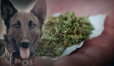 Αλεξανδρούπολη: «Έπιασε» δύο άτομα με κάνναβη ο σκύλος της Δίωξης Ναρκωτικών «Jack»