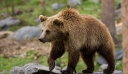 Καστοριά: Αρκούδα με τα δύο μωρά της βρέθηκε στο κέντρο της πόλης