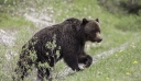 Ιταλία: Αρκούδα σκότωσε 26χρονο που έκανε τζόκινγκ