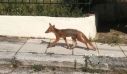 Χαλκιδική: Μια αλεπού «κόβει» βόλτες στους άδειους δρόμους του Πολύγυρου – Δείτε φωτογραφίες