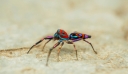 Η αράχνη που μοιάζει να έχει ντυθεί αποκριάτικα
