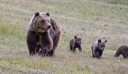 Ιταλία: Πυροβόλησαν και σκότωσαν μητέρα αρκούδα – Οργισμένες αντιδράσεις