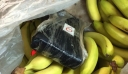 Θεσσαλονίκη: Ελεύθεροι άνευ όρων οι κατηγορούμενοι για τα 100 κιλά κοκαΐνη σε εμπορευματοκιβώτιο με μπανάνες
