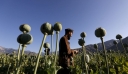 OHE: Η καλλιέργεια παπαρούνας στο Αφγανιστάν αυξάνεται ραγδαία μετά την επιστροφή των Ταλιμπάν