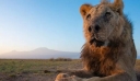 Κτηνοτρόφοι Μασάι σκότωσαν το γηραιότερο λιοντάρι της Κένυας