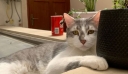 Η Βολιβία αγωνιά για τον χαμένο γάτο Τίτο – Τον ψάχνουν από πυροσβέστες μέχρι και μέντιουμ!