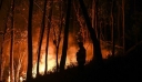 Δύο νεκροί και δεκάδες τραυματίες από τις δασικές πυρκαγιές που πλήττουν την Αλγερία