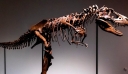Σκελετός δεινόσαυρου πουλήθηκε $6,1 εκατομμύρια σε δημοπρασία στις ΗΠΑ